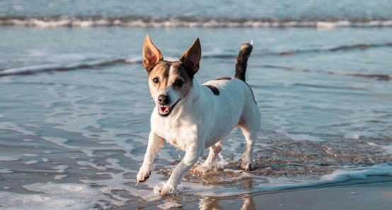 Gode forhold til hunden
